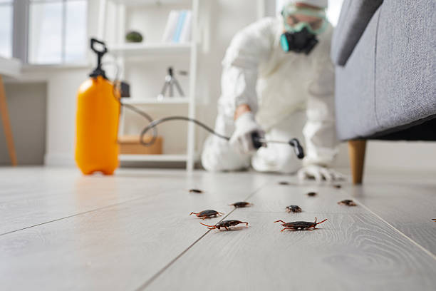 Commercial Kitchen Cockroach Control in Dahlonega
